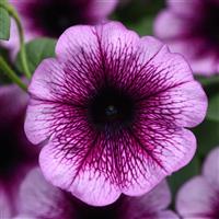 Main Stage™ Blueberry 26 Petunia