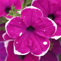 Main Stage™ Magenta Glacier Sky Petunia