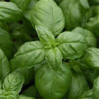 Monteverde Genovese Basil