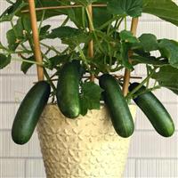 Quick Snack Edible Potted Cucumber
