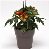 Red Velvet Edible Potted Tomato