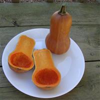 Honeynut Squash