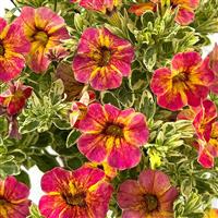 Caliloco Calico Calibrachoa