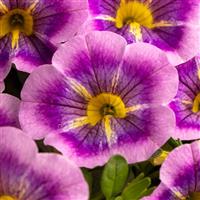 Caliloco Dreamland Calibrachoa