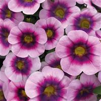 Caliloco Illusion Calibrachoa