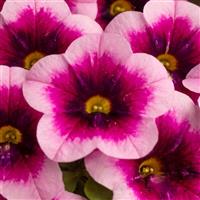 Caliloco Mirage Calibrachoa