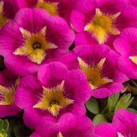 Caliloco Razzle Dazzle Calibrachoa