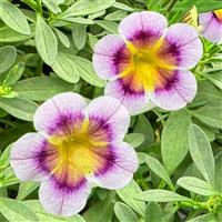 Caliloco Sweetness Calibrachoa