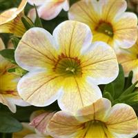 Caliloco Caramel Calibrachoa