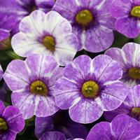 Caliloco Skywalker Calibrachoa