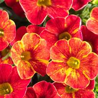 Caliloco Firewalker Calibrachoa
