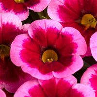 Caliloco Frankenberry Calibrachoa