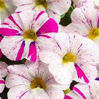 Caliloco Graffitti Calibrachoa