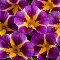 Caliloco Plum Trouble Calibrachoa