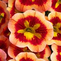 Caliloco Spicy Honey Calibrachoa