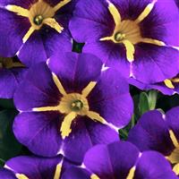 Caliloco Starfire Blue Calibrachoa
