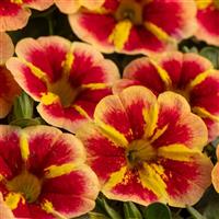 Caliloco Starfire Orange Calibrachoa
