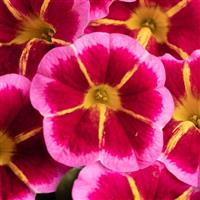 Caliloco Starfire Rose Calibrachoa