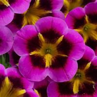 Caliloco Starfire Fuchsia Calibrachoa