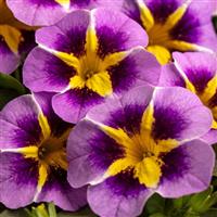 Caliloco Starfire Lavender Calibrachoa