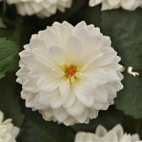 Dalaya<sup>®</sup> White 26 Dahlia