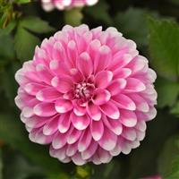 Dalaya<sup>®</sup> Pink Lace Dahlia
