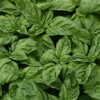 Newton Basil