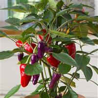 Cosmo Edible Potted Pepper