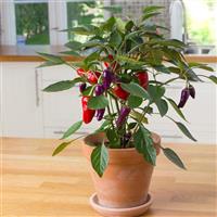 Cosmo Edible Potted Pepper