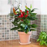 Hot Burrito Edible Potted Pepper