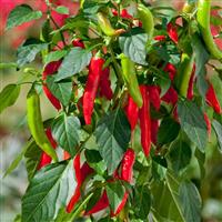Hot Fajita Edible Potted Pepper