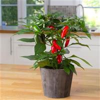 Tamale Edible Potted Pepper