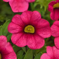 Cabaret<sup>®</sup> Hot Pink 26 Calibrachoa