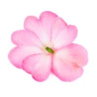 SunPatiens<sup>®</sup> Compact Pink Flash Impatiens