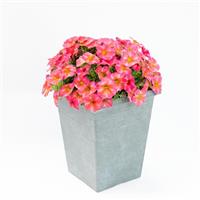 SuperCal<sup>®</sup> Premium Coral Star Petchoa