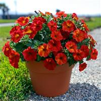 SuperCal<sup>®</sup> Premium Red Maple Petchoa