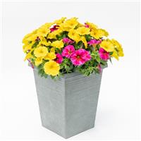 SuperCal<sup>®</sup> Premium Dream On Mix Petchoa