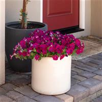 SuperCal<sup>®</sup> Blue Eyed Rose Petchoa