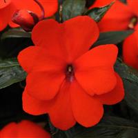 Celebration Orange New Guinea Impatiens
