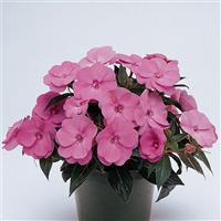 Celebration Pink New Guinea Impatiens