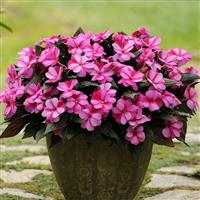 Celebration Purple Star New Guinea Impatiens