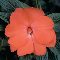Celebration Tropical Peach New Guinea Impatiens