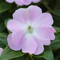 Celebration Icy Blue New Guinea Impatiens