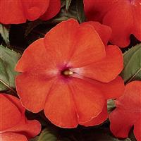 Celebration Bright Salmon New Guinea Impatiens
