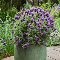 Lavandula pedunculata Lavender Frost™ Purple