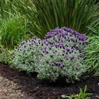 Lavandula pedunculata Lavender Frost™ Purple