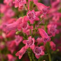 Penstemon Mountain Treats™ Rose