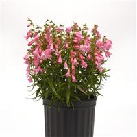 Penstemon Mountain Treats™ Light Pink