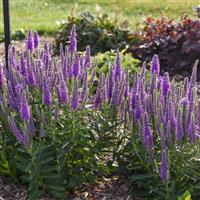 Veronica Da Vinci Delight