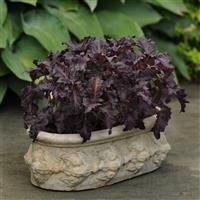 Purple Ruffles Basil